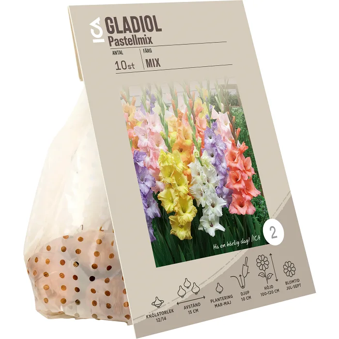 Gladiolus Pop Art Butterfly Rosa ICA Garden