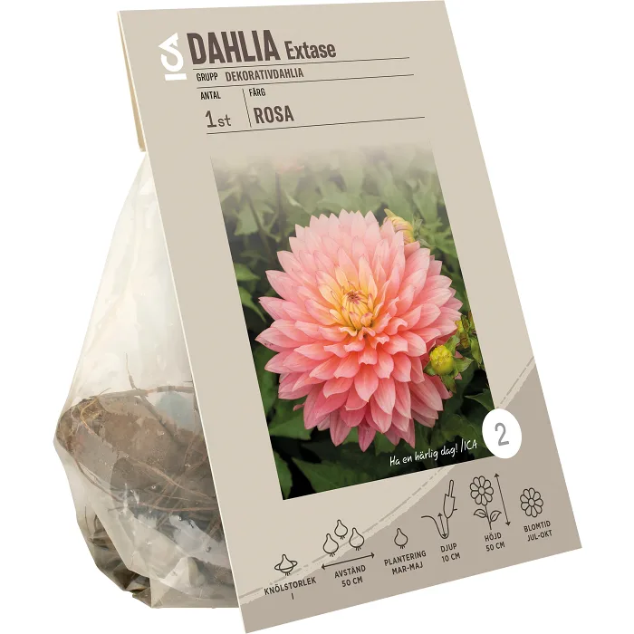 Dahlia decorative Extase ICA Garden