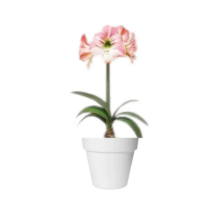 Amaryllis 'Apple Blossom' 13cm