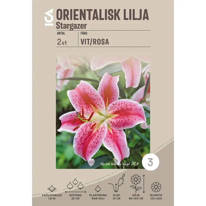 Gladiolus Fidelio rosa