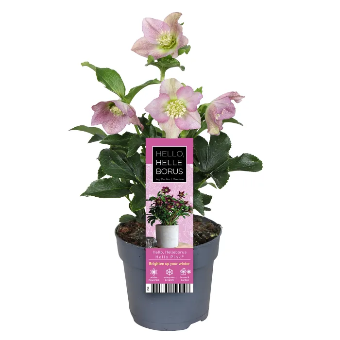 Julros rosa 12 cm