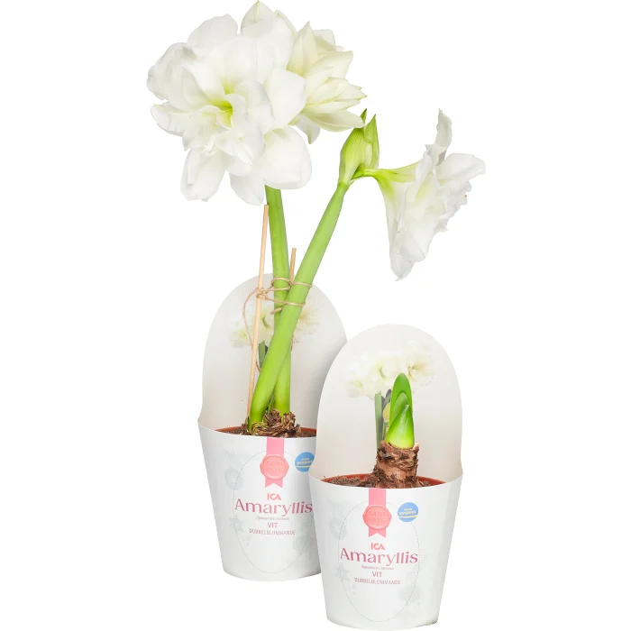 Amaryllis dubbel vit 13cm ICA