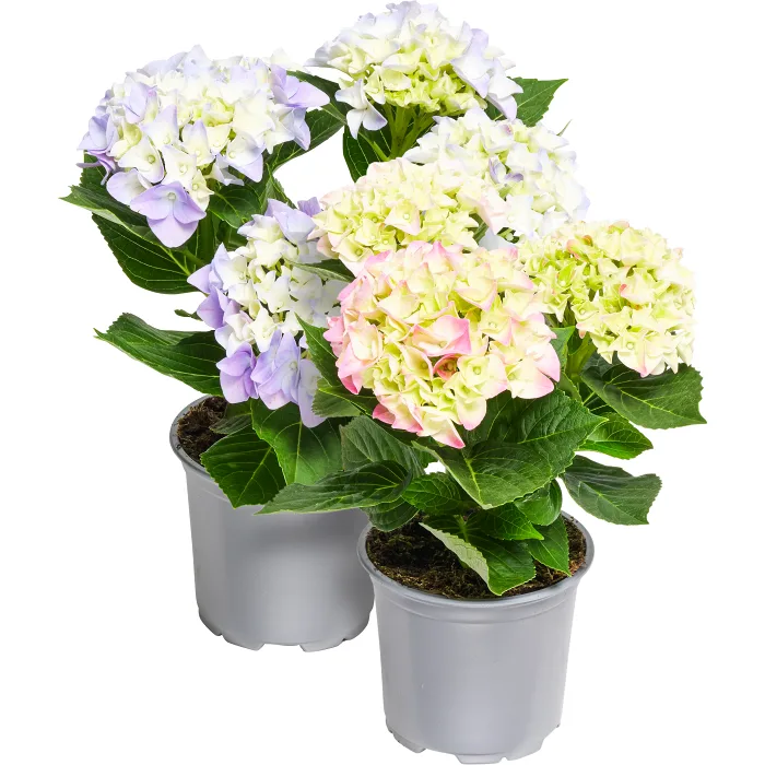 Hortensia 2-grenad 10,5cm kruka varierande färger