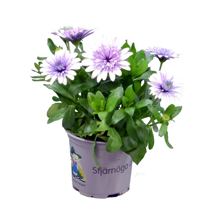 Stjärnöga Blue Steel 11cm