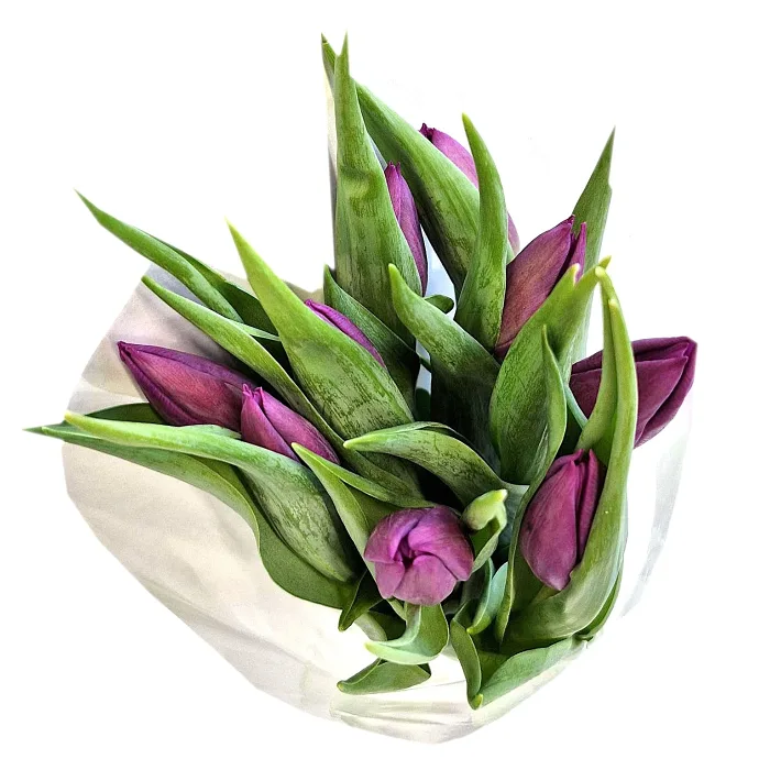 ICA Tulpaner 9 pack i lila toner