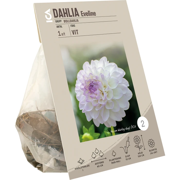 Dahlia ball Eveline vit/rosa