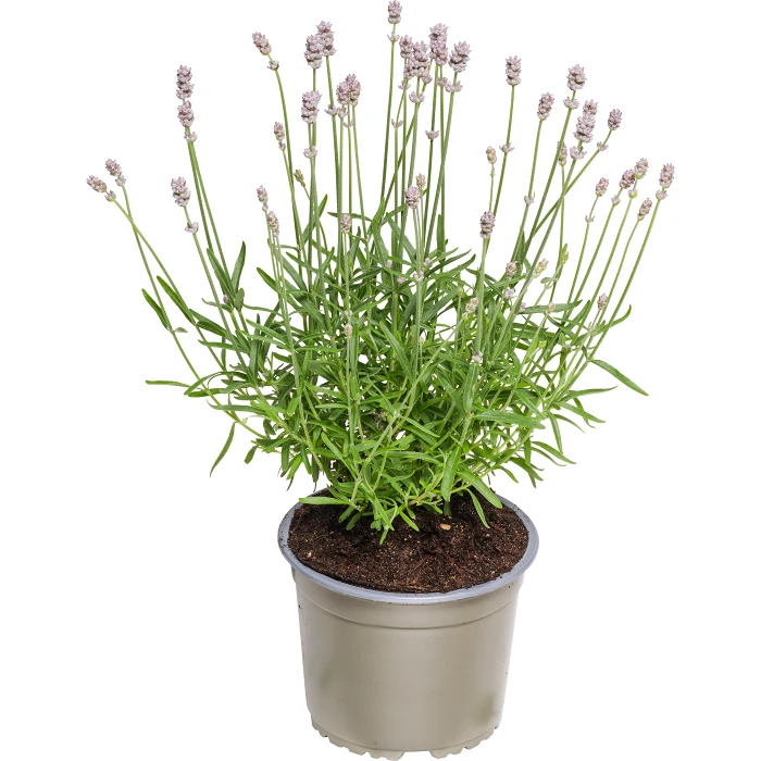Lavendel rosa 15 cm