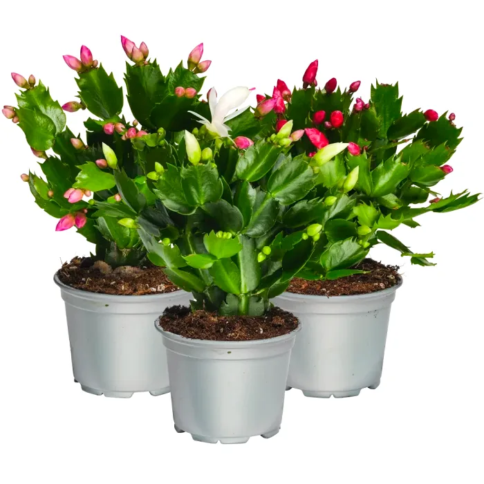 Novemberkaktus 12cm Rosa Bandet