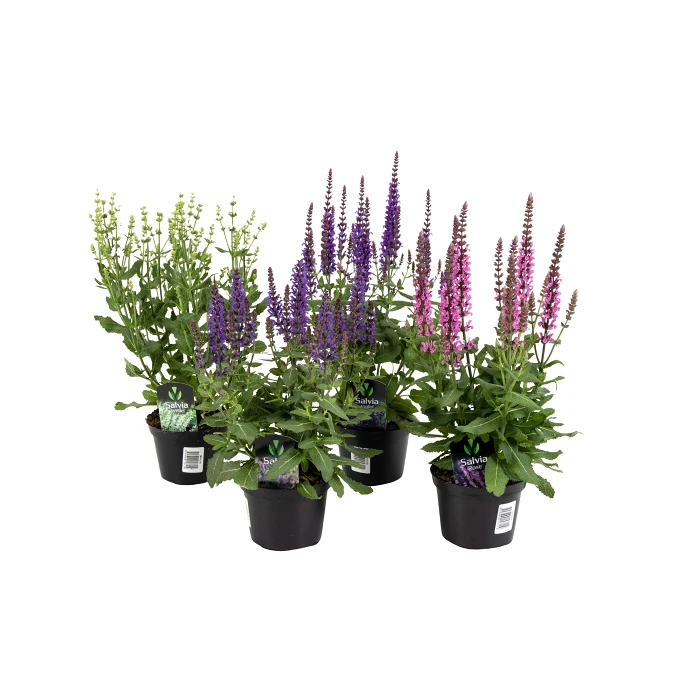 Salvia 12 cm