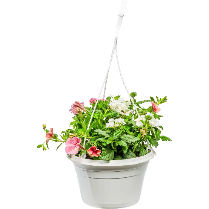 Sommarampel 20 cm