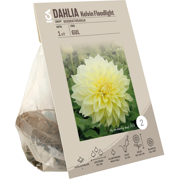 Dahlia Kelvin Floodlight 125 Gram ICA Garden