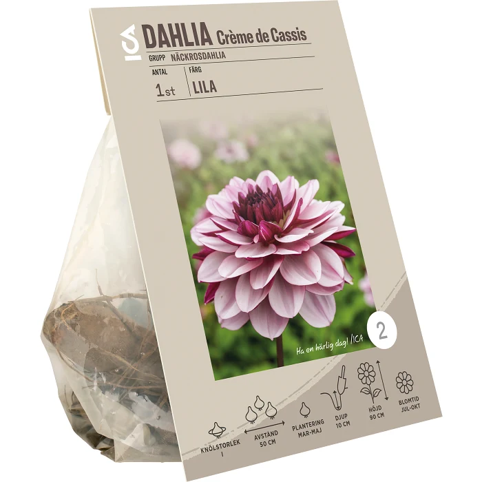 Dahlia Creme de Cassis lila/rosa ICA Garden
