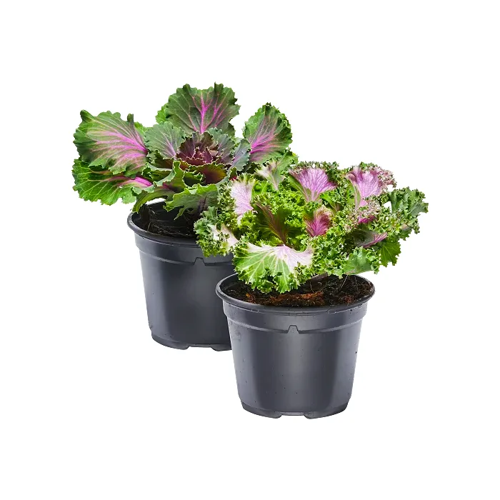 Prydnadskål 12cm kruka Höjd 17cm varierande färger