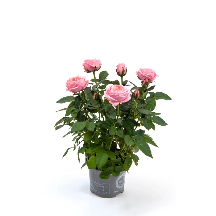 Ros i kruka storblommig