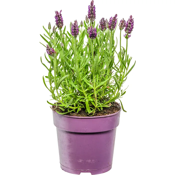 Fjärilslavendel 1-p