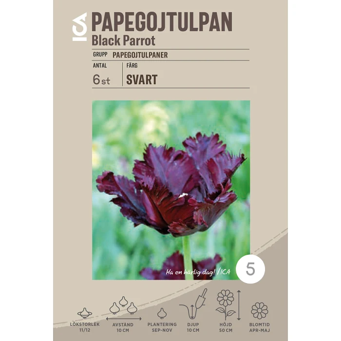 Papegojtulpan Black Parrot 6-p ICA Garden