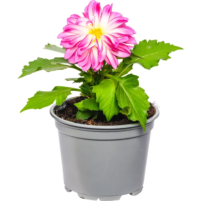 Dahlia 12cm