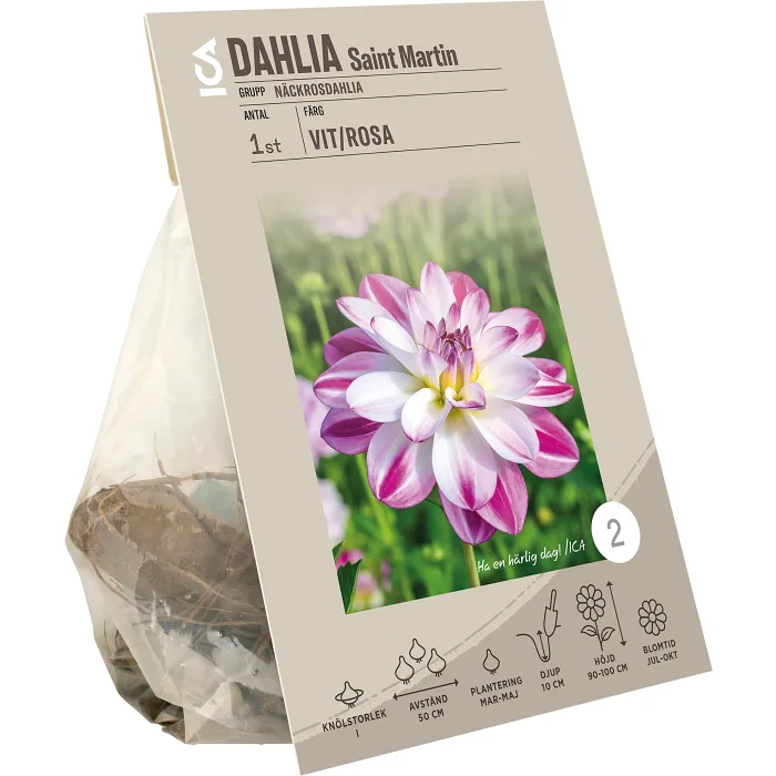 Dahlia Saint Martin ICA Garden