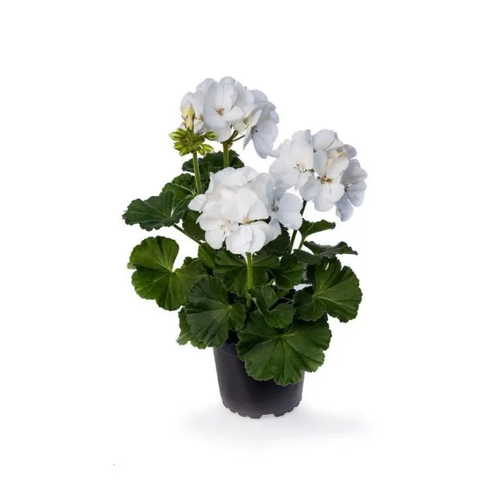 Pelargon zonale vit 12cm