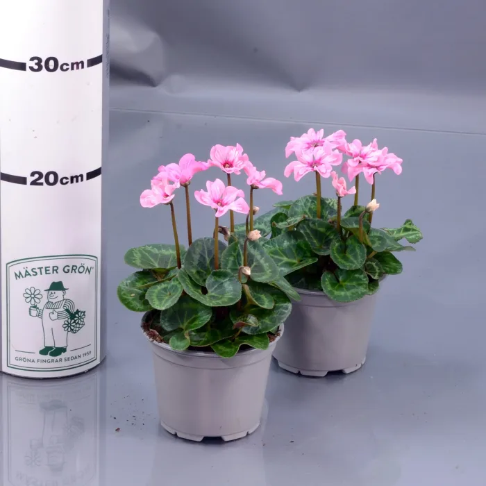 Cyklamen 'Illusia' 12cm