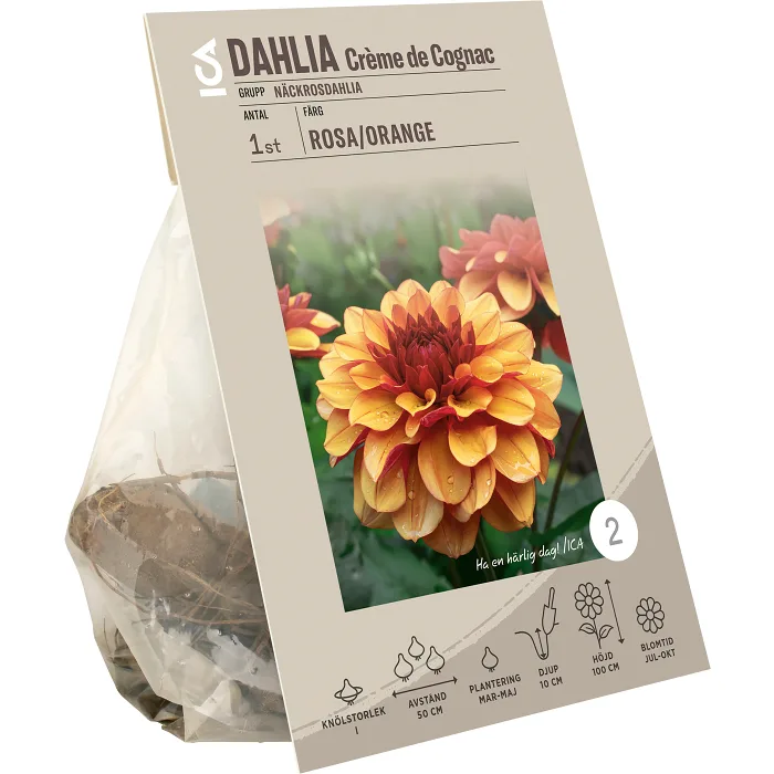Dahlia Creme de Cognac gul/orange ICA Garden