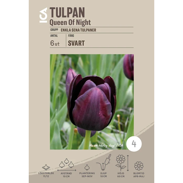 Tulpan Queen Of Night 6-p ICA Garden