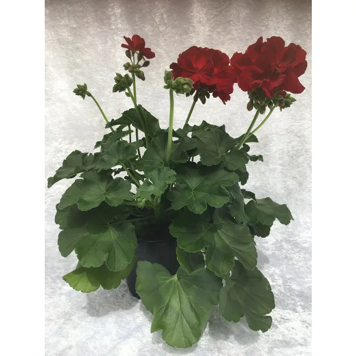 Kärlekspelargon 14cm kruka Höjd 28cm röd