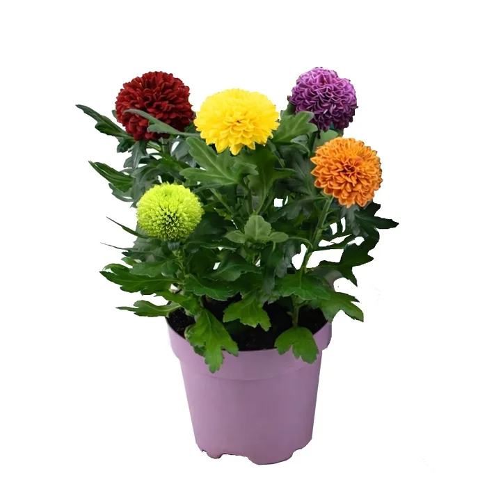 Krysantemum Flowerpops 14cm