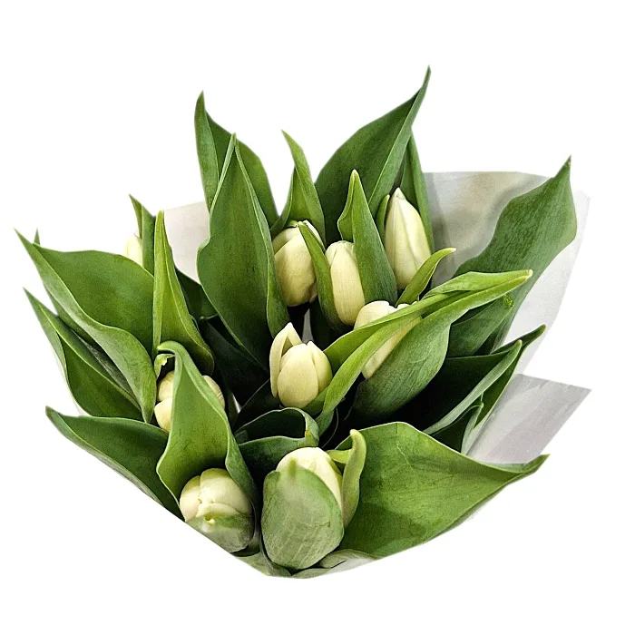 ICA Tulpaner 9 pack vit.