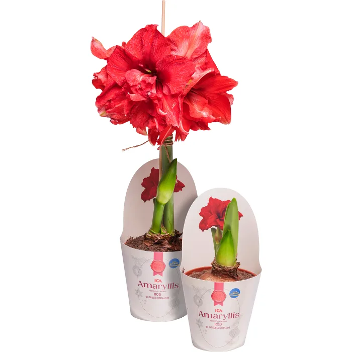 Amaryllis dubbel Röd 13cm ICA