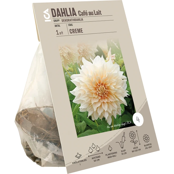 Dahlia Cafe Au Lait Creme 1p