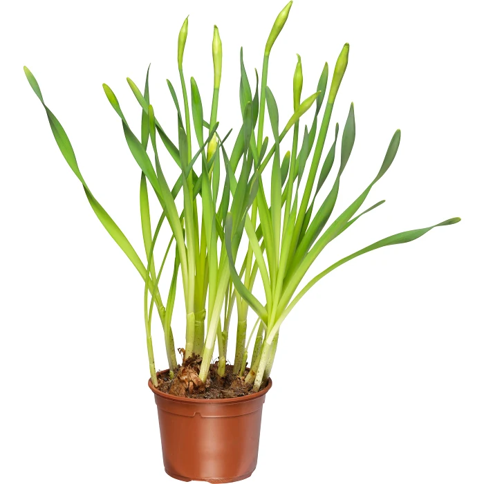 Vårlilja 13cm kruka vit 30 cm hög