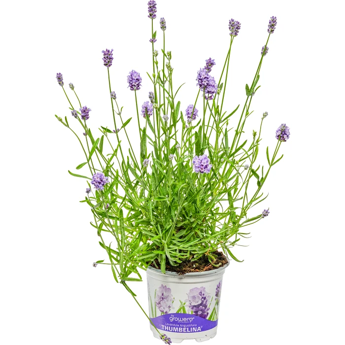 Lavendel  ICA 12 cm