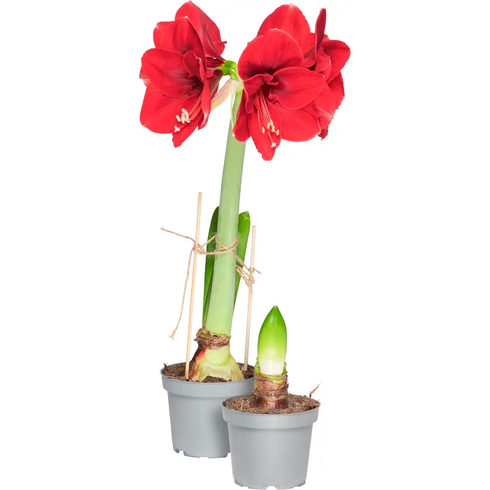 Amaryllis 12cm röd