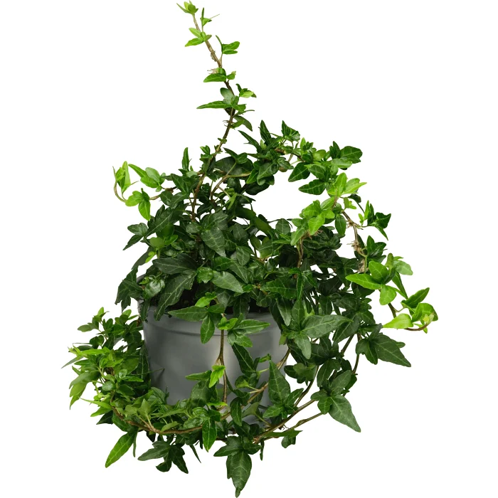 Murgröna rankor 12 cm ICA