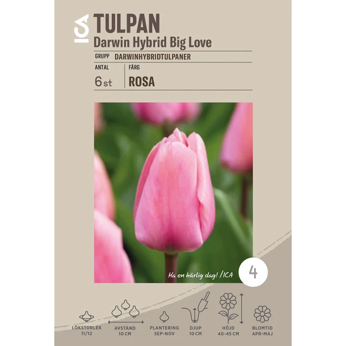 Tulpan Darwin Hybrid Big Love 6-p ICA Garden