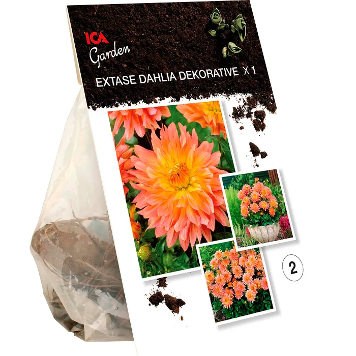 Dahlia decorative Extase ICA Garden