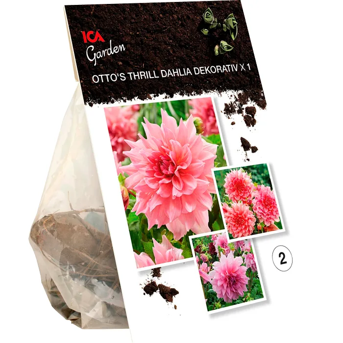 Dahlia Ottos Thrill rosa ICA Garden