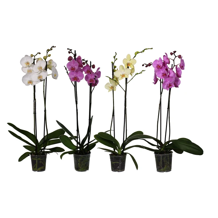 Phalaenopsis orkidé 2-stänglar 12cm kruka varierande färger