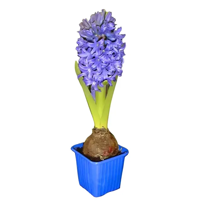 Hyacint blå 1-p