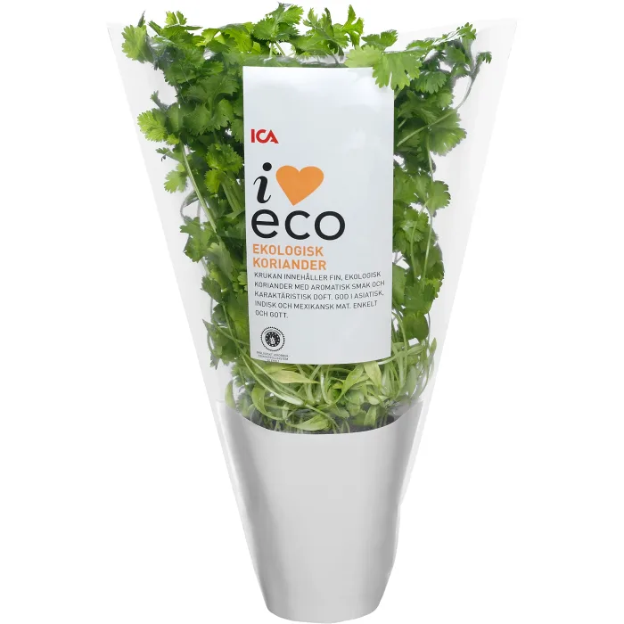 Koriander i kruka Ekologisk 1-p KRAV Klass 1 ICA I love eco
