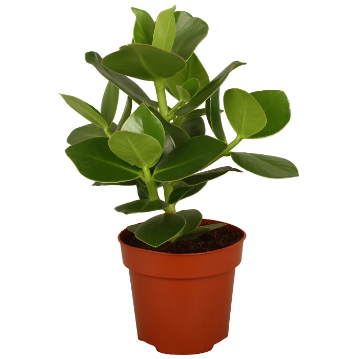 Narrfikus 12cm kruka Höjd 38cm    