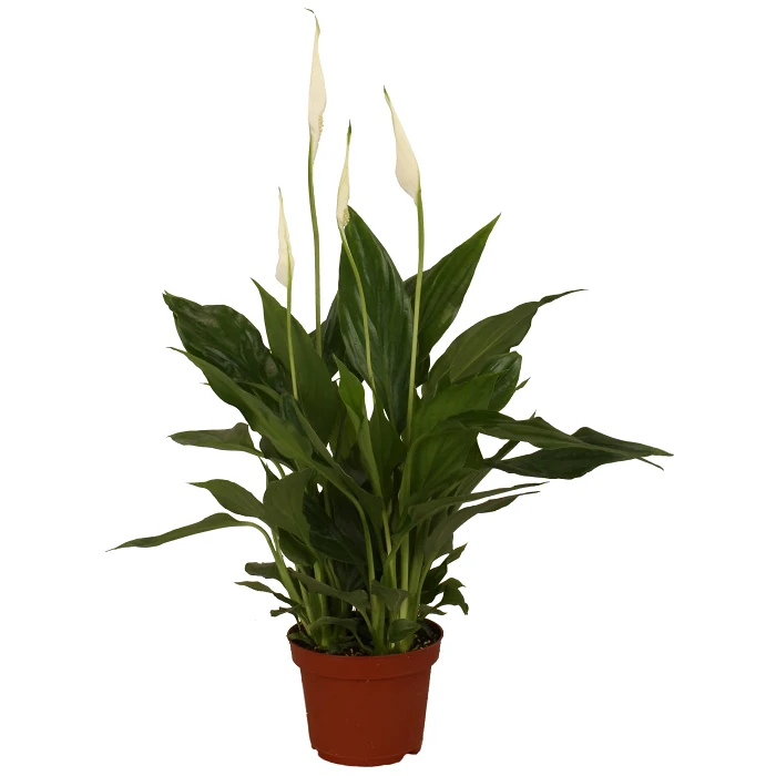 Fredskalla småbladig 9cm kruka Höjd 32cm vit   
