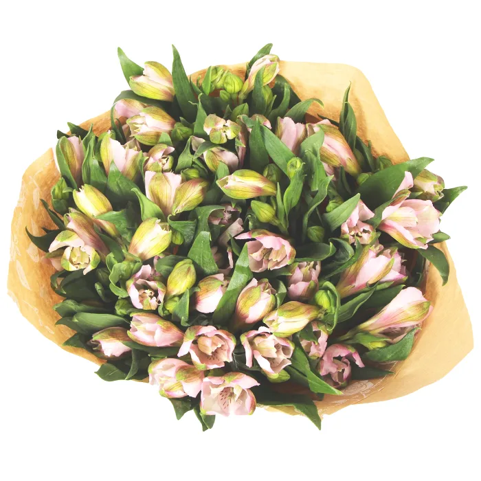 Alstromeria
