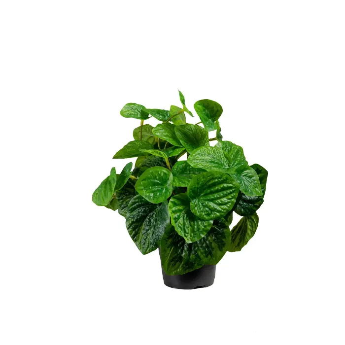 Siden Peperomia konstväxt 25cm