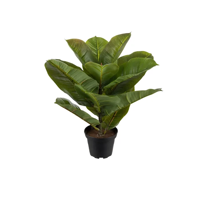 Fikus Robusta i kruka 30cm konstväxt