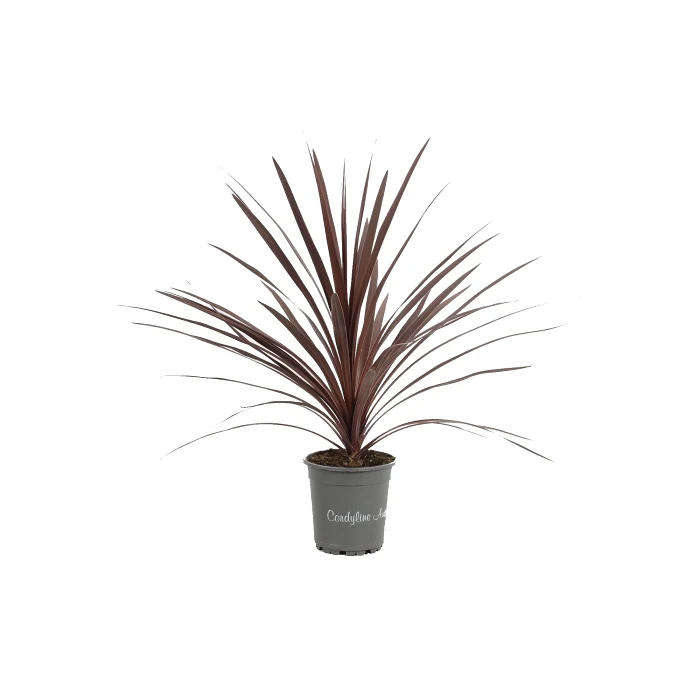 Syddracena 17cm