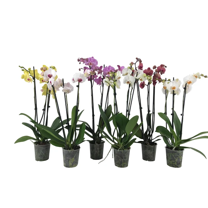 Phalaenopsis orkidé 3-stänglar 12cm kruka varierande färger