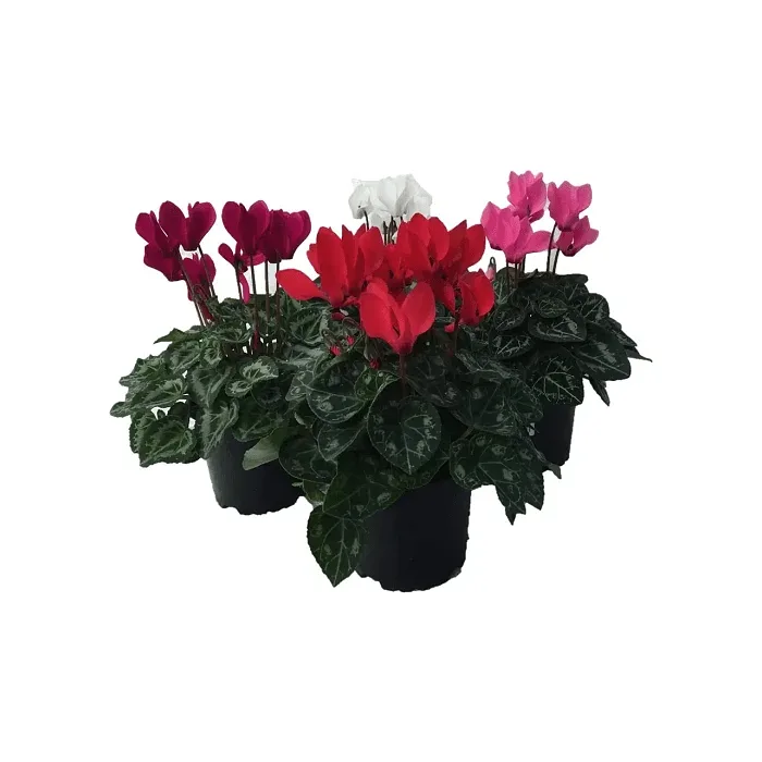 Cyklamen småblommig 10,5cm kruka Höjd 28cm varierande färger