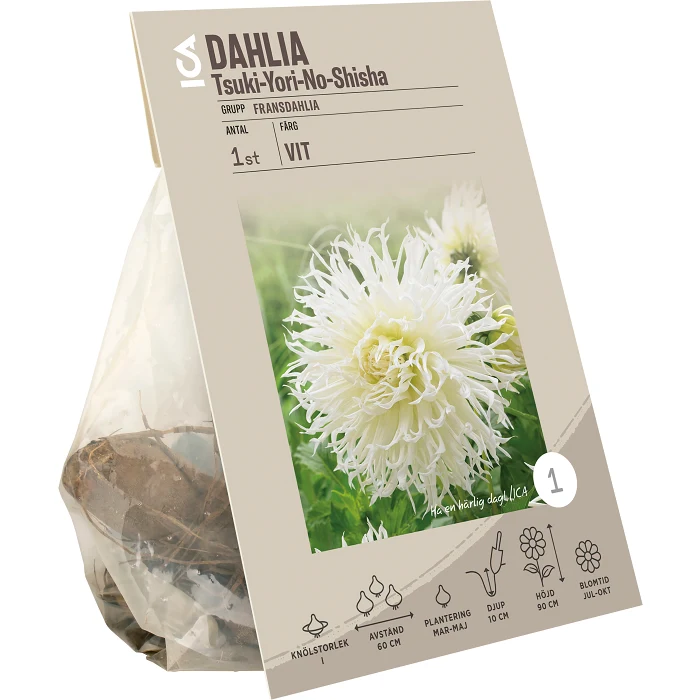 Dahlia crispa Tsuki Yori No Shisha ICA Garden